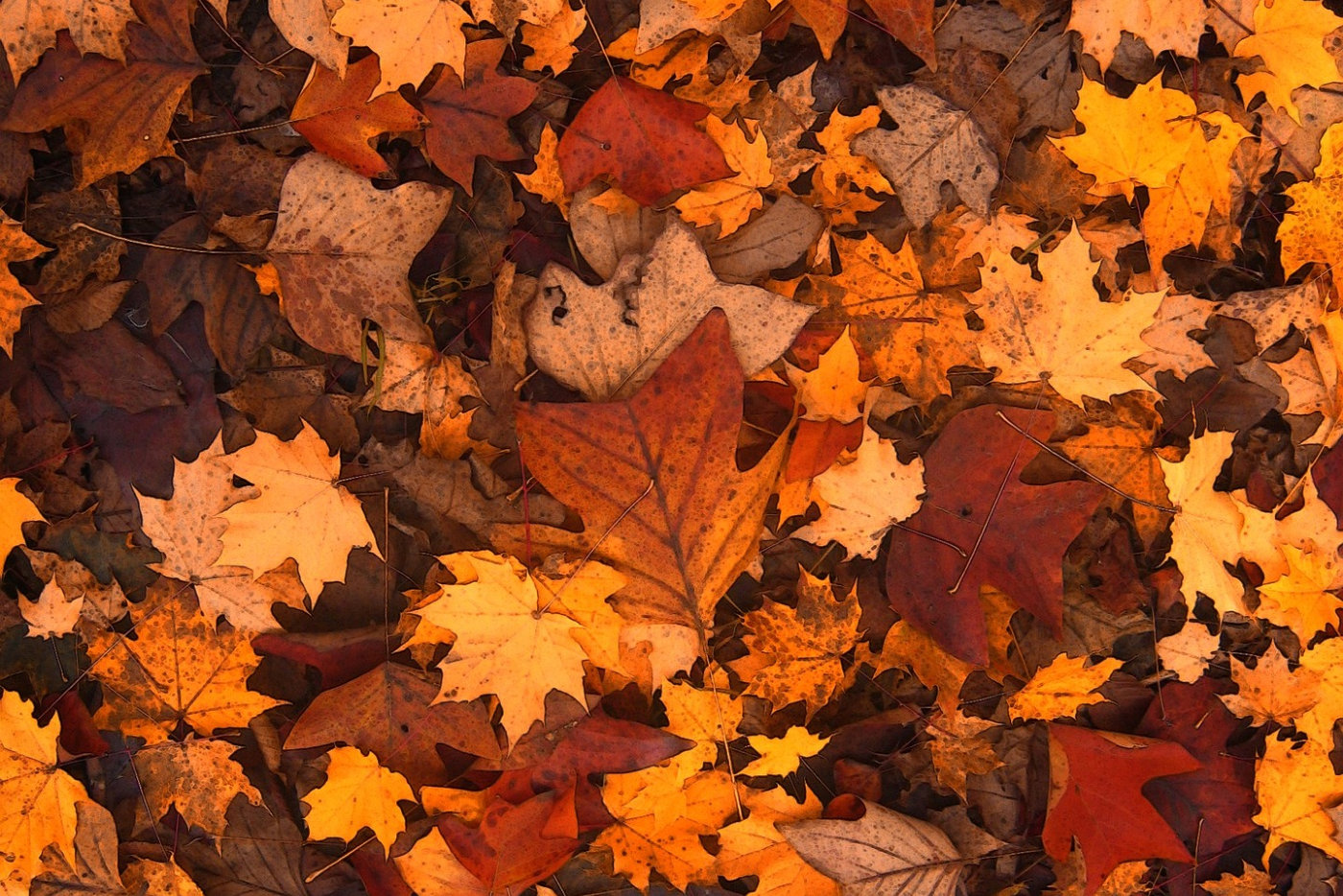 A vibrant background of colorful autumn leaves in shades of red, orange, and yellow, creating a warm seasonal feel.
